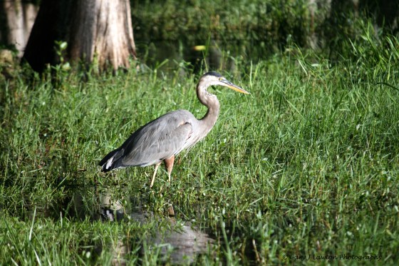 Great Blue Heron