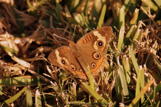 Eye spots on the common buckeye deceive enemies.