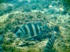How Sheepshead Got Its&nbsp;Name