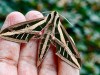 The Beautiful Banded Sphinx&nbsp;Moth