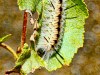 The Venomous Caterpillar