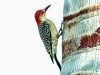 Red-bellied Woodpecker at Our&nbsp;Feeder