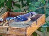 Beautiful Blue Jays