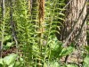 The Hairy Fern