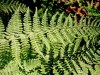 The Aromatic Fern