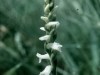Nodding Ladies Tresses