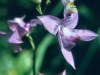 Saving Wild Orchids