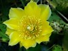 Eastern Prickly Pear&nbsp;Cactus