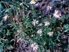 Heath Aster Feeds&nbsp;Insects