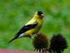 Goldfinches Prepare for&nbsp;Winter